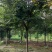 15～35朴树乌桕榉树、分支1.8-2.5冠幅5-7米
