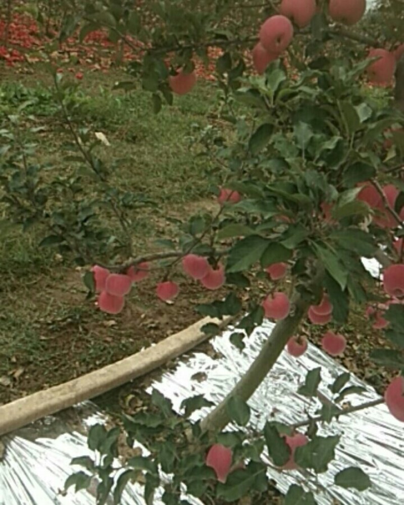 风翔高山苹果热情欢迎远方来客，富士价低货好