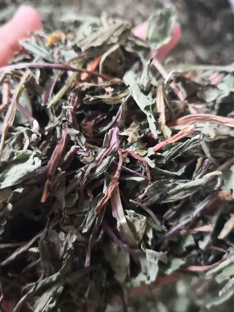 中药材蒲公英地上部分干货散装量大从优