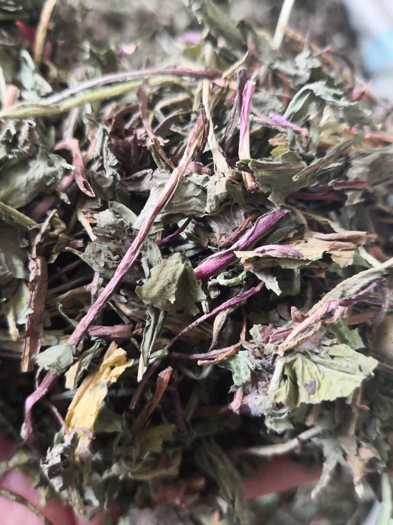 中药材蒲公英地上部分干货散装量大从优