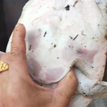 外塘乌龟味美肉多，滋补佳品