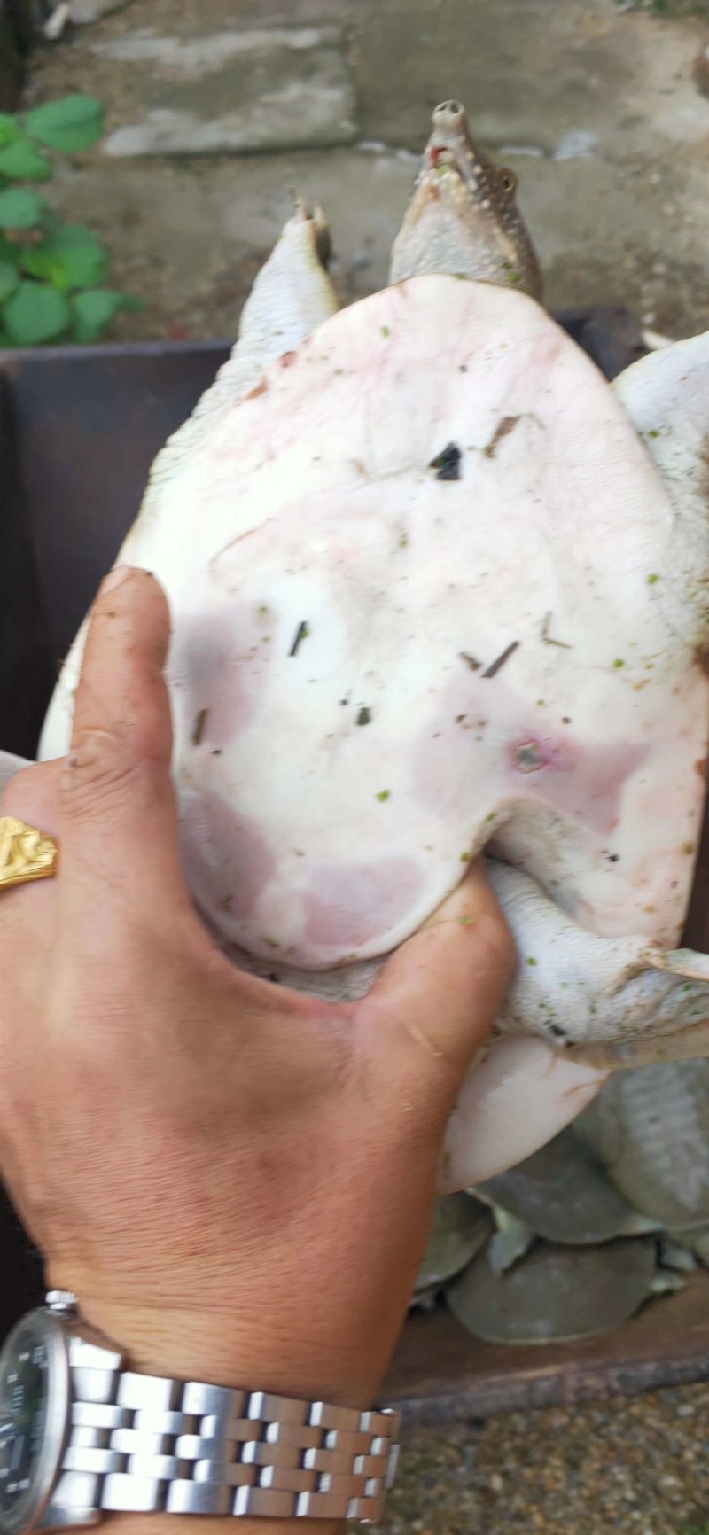 外塘乌龟味美肉多，滋补佳品