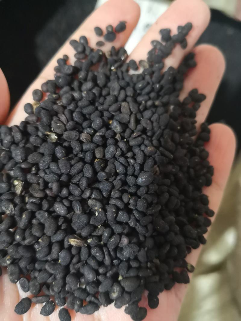 补骨脂云南干货各种规格量大从优常年经营各种中药