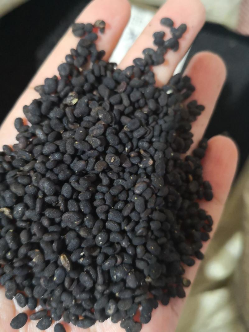 补骨脂云南干货各种规格量大从优常年经营各种中药
