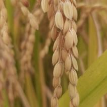 汉中面皮米贵超米，稻谷