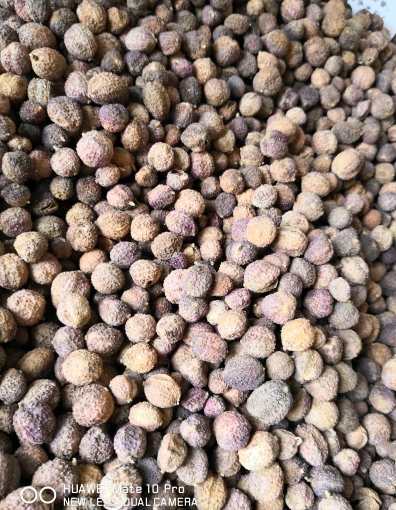 国产砂仁各种规格量大从优含量高