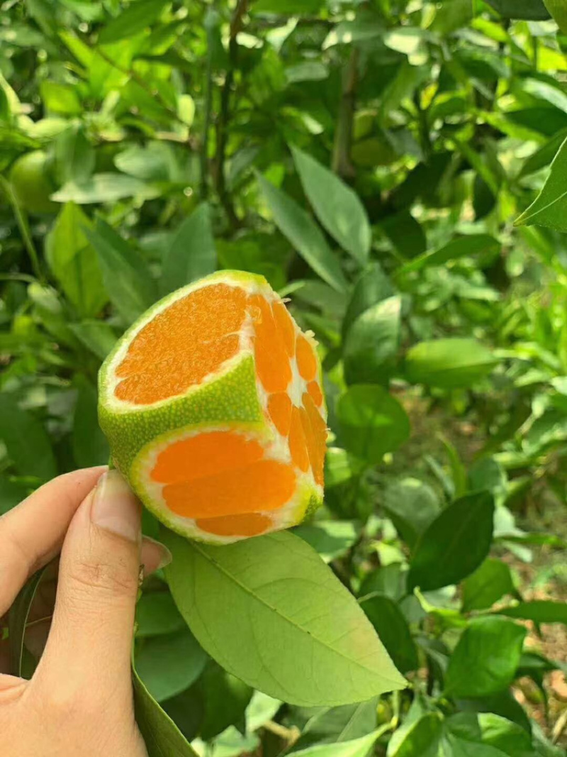 特早高山蜜橘，口感好，果面漂亮，产地直发