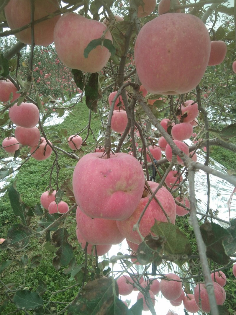 风翔红富士苹果大量上市，另有特价果