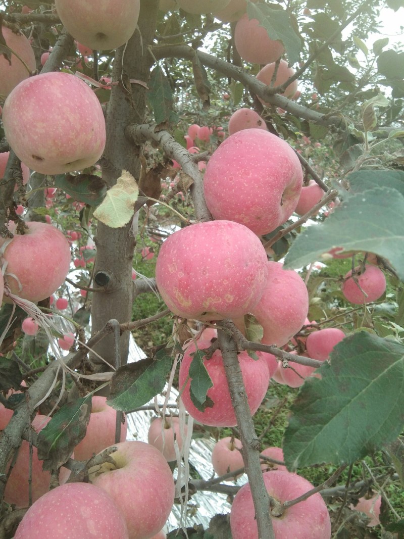 风翔红富士苹果大量上市，另有特价果