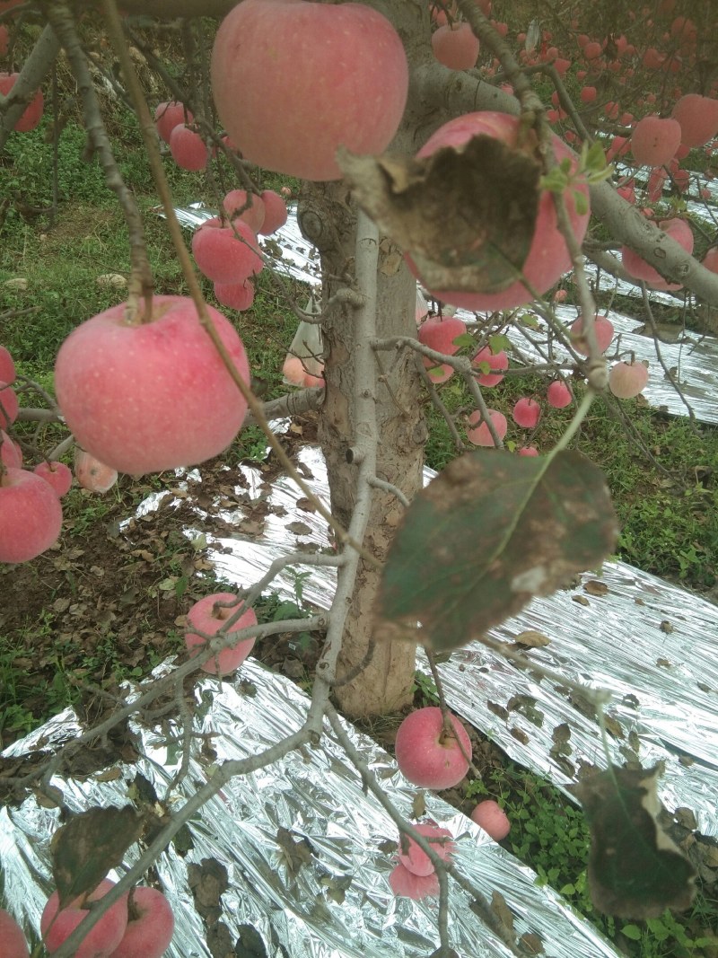 风翔红富士苹果大量上市，另有特价果