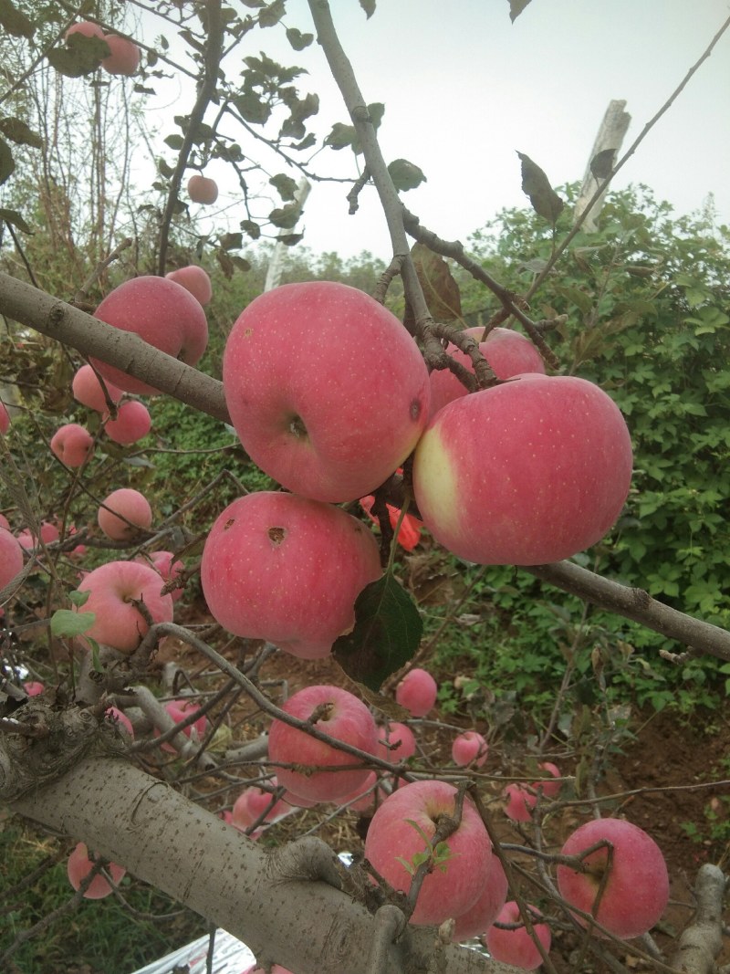 风翔红富士苹果大量上市，另有特价果