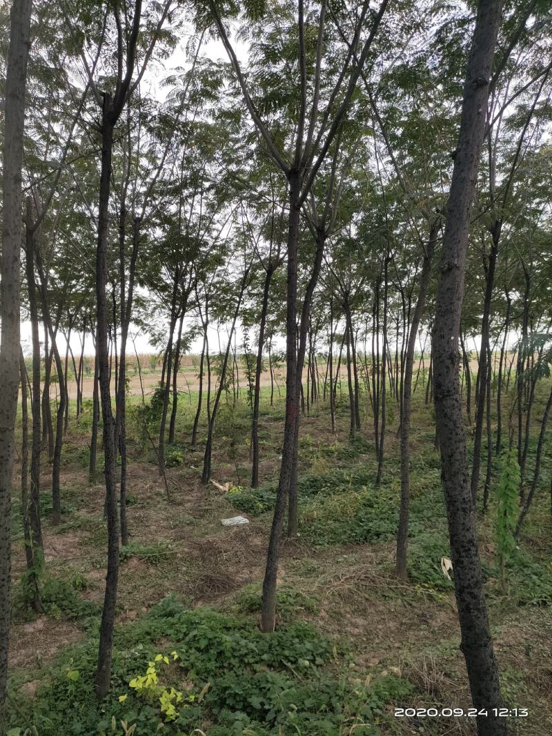 大量供应合欢树绒线树山西3公分4公分5公分价低树好