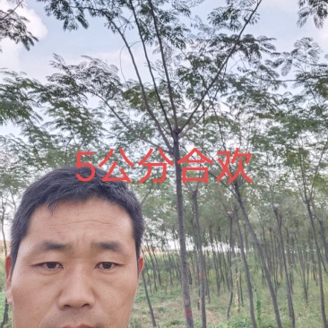 大量供应合欢树绒线树山西3公分4公分5公分价低树好