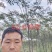 大量供应合欢树绒线树山西3公分4公分5公分价低树好
