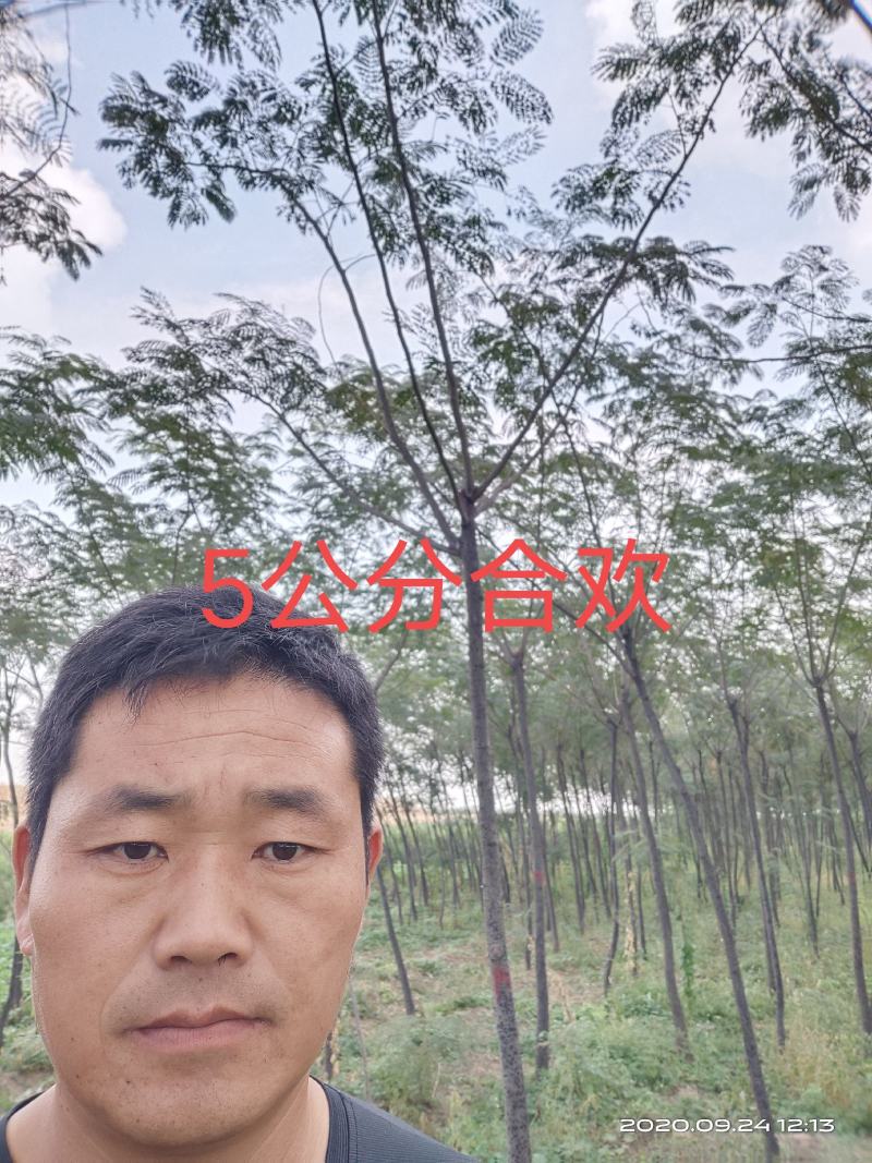 大量供应合欢树绒线树山西3公分4公分5公分价低树好