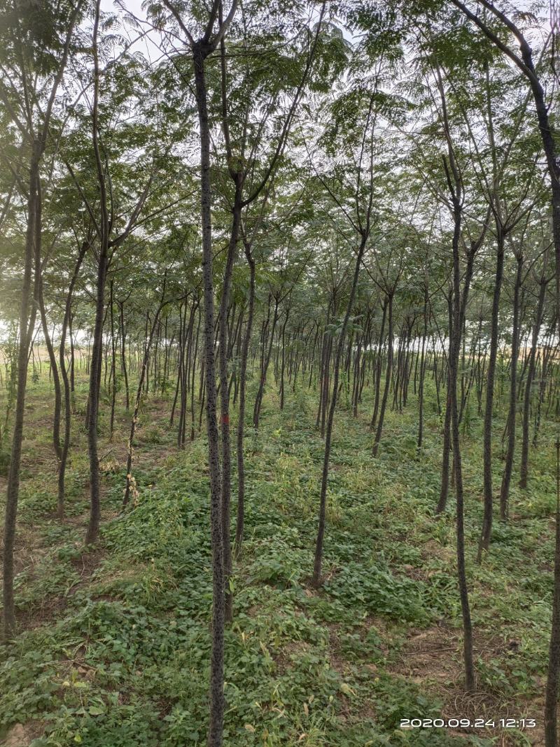 大量供应合欢树绒线树山西3公分4公分5公分价低树好