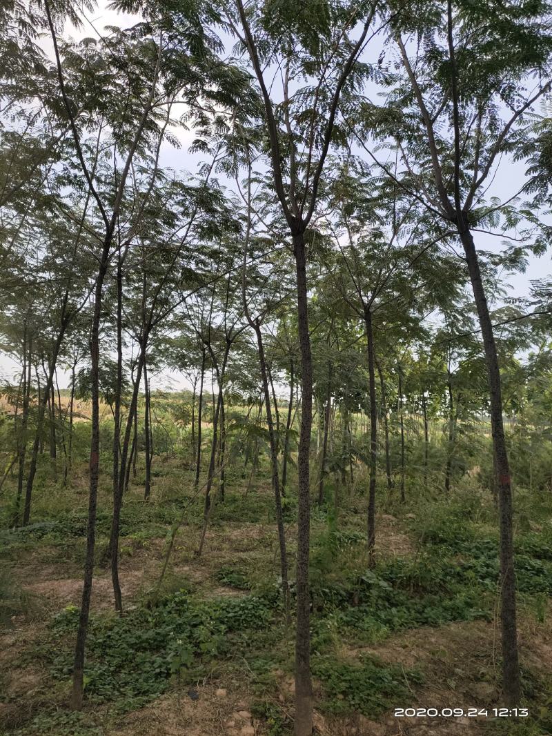 大量供应合欢树绒线树山西3公分4公分5公分价低树好