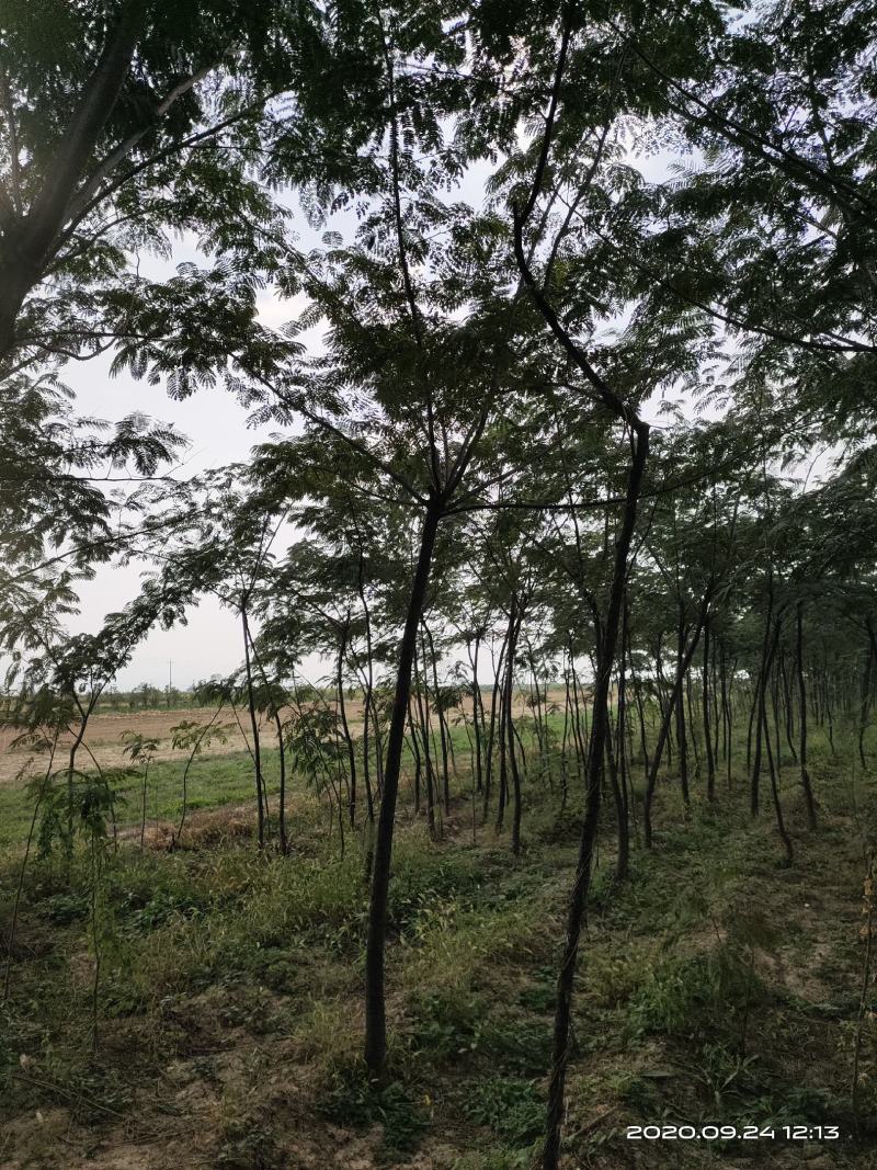 大量供应合欢树绒线树山西3公分4公分5公分价低树好