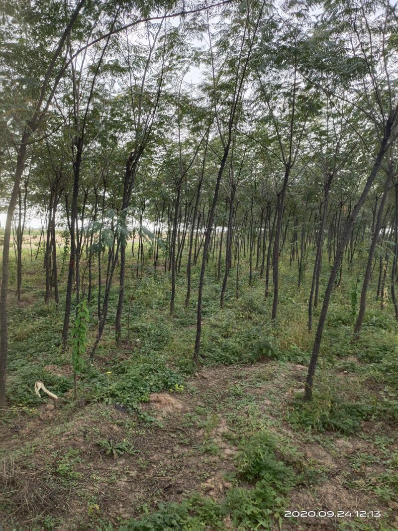大量供应合欢树绒线树山西3公分4公分5公分价低树好