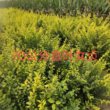 处理金叶女贞40公分50公分60公分70公分自产自销