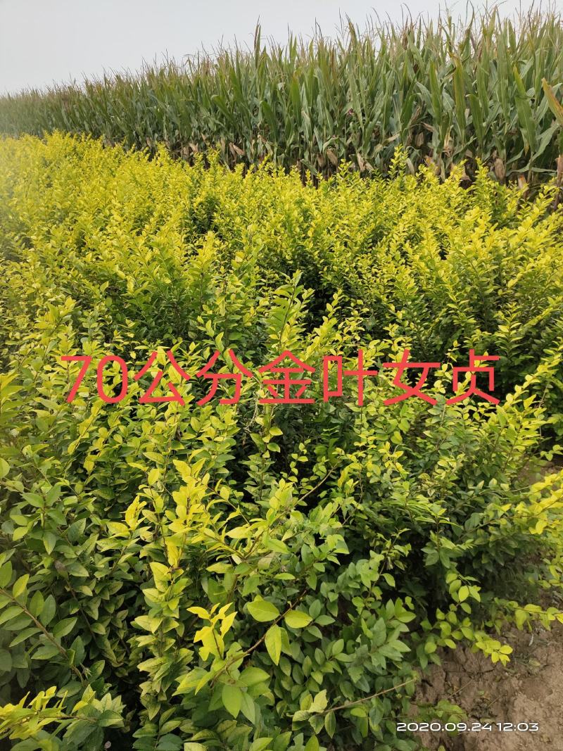处理金叶女贞40公分50公分60公分70公分自产自销