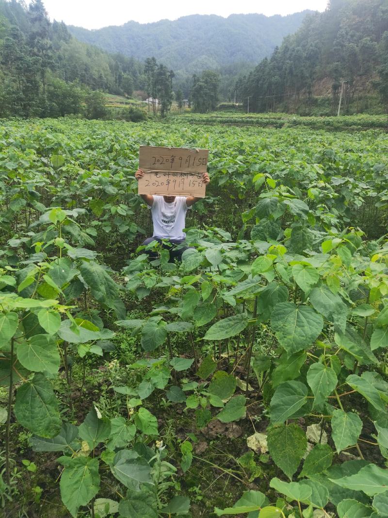 陕西省隆辉煌农业发展有限公司毛叶山桐子种苗