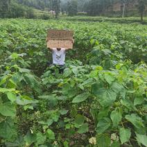 陕西省隆辉煌农业发展有限公司毛叶山桐子种苗。