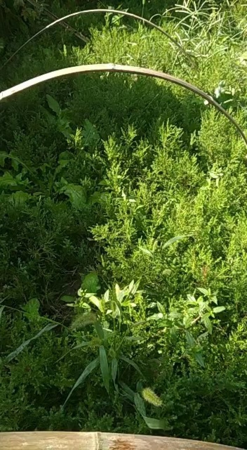 龙柏需要的可以联系苗高30～50公分左右