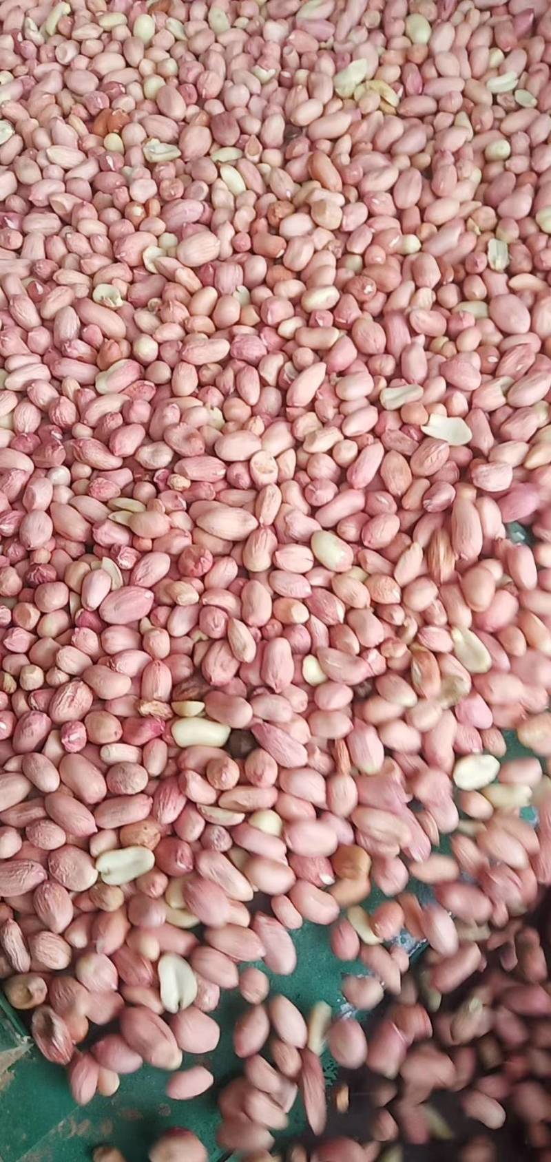 山东省邹城市白沙花生米八个的筛选的精米，