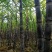 【红皮甘蔗】【基地直发】【量大无忧】