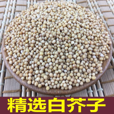 白芥子一手货源无硫白芥子干净无杂质