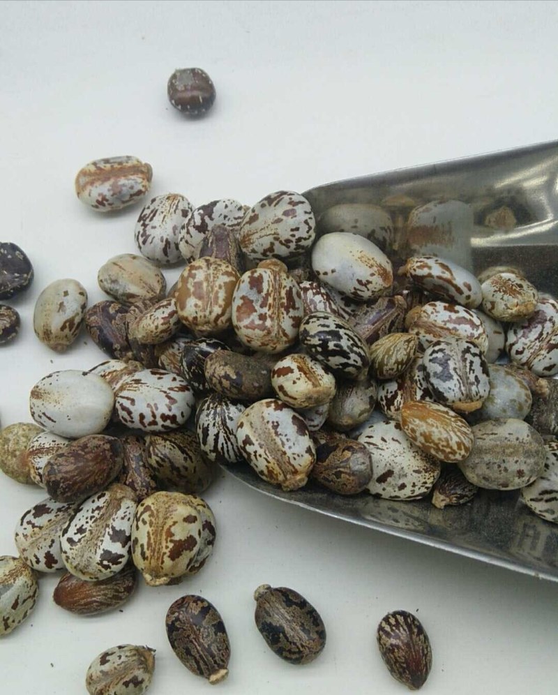 蓖麻子产地直供各种规格可搭配多品种支持线上交易