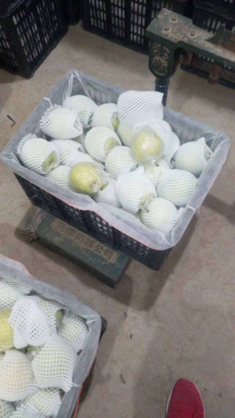 魏县鸭梨，冷库膜袋青鸭梨大量供应，毛重33斤黑框装带网套