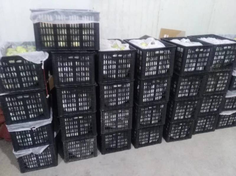 魏县鸭梨，冷库膜袋青鸭梨大量供应，毛重33斤黑框装带网套