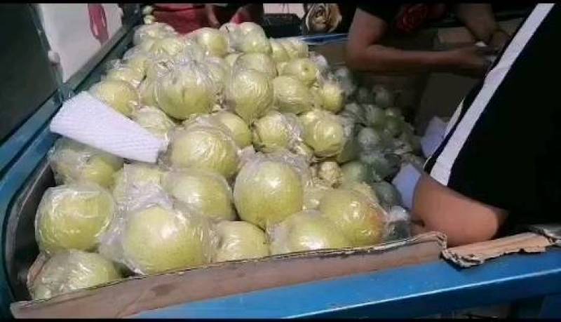 魏县鸭梨，冷库膜袋青鸭梨大量供应，毛重33斤黑框装带网套