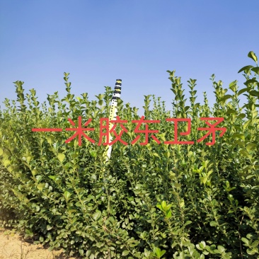 胶东卫矛5060708090公分一米量大