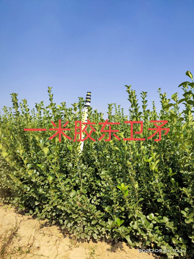 胶东卫矛5060708090公分一米量大