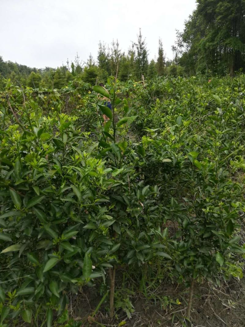 纯红橘苗廉价处理，价格可谈