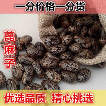 蓖麻子保质保量一手货源