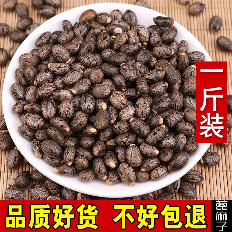 蓖麻子保质保量一手货源