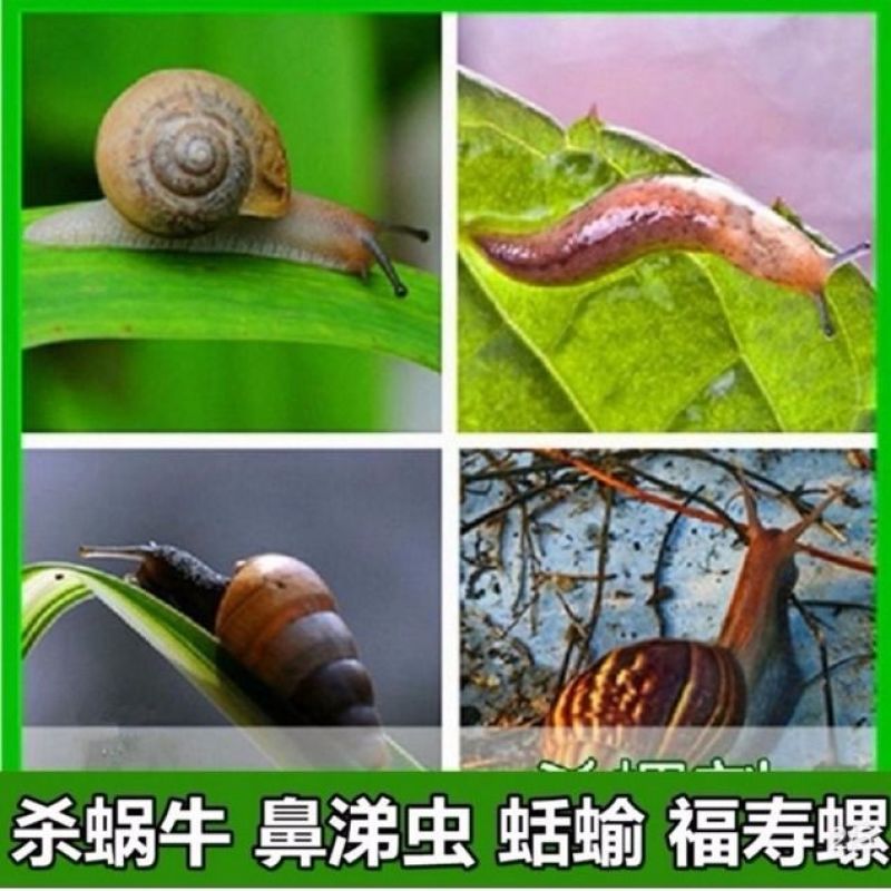 民歌杀螺胺乙醇胺盐杀螺剂水田稻田福寿螺果园蜗牛杀螺剂