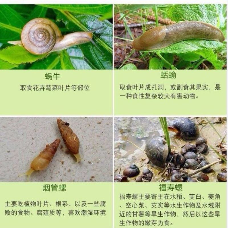 民歌杀螺胺乙醇胺盐杀螺剂水田稻田福寿螺果园蜗牛杀螺剂