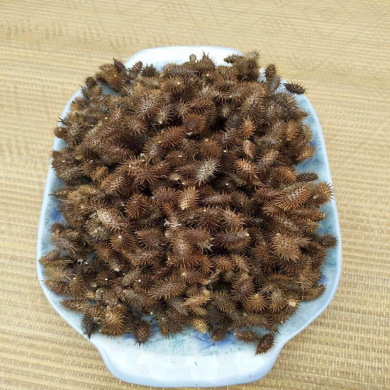 苍耳子一手货源产地直销