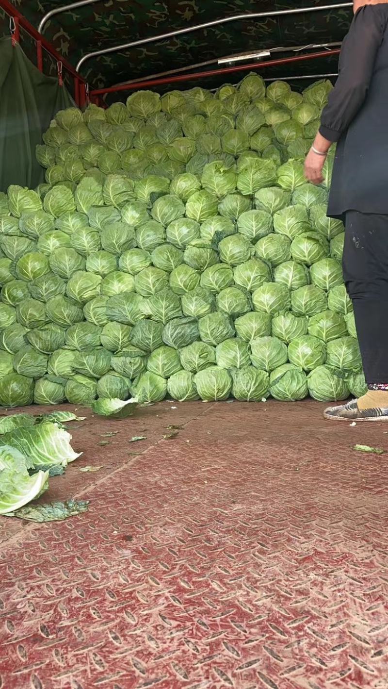 精品甘蓝河北甘蓝口感好产地直供量大从优价格优惠
