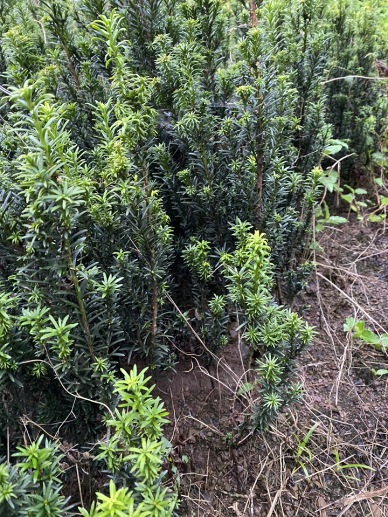 曼迪亚红豆杉因占地赔偿量大优惠