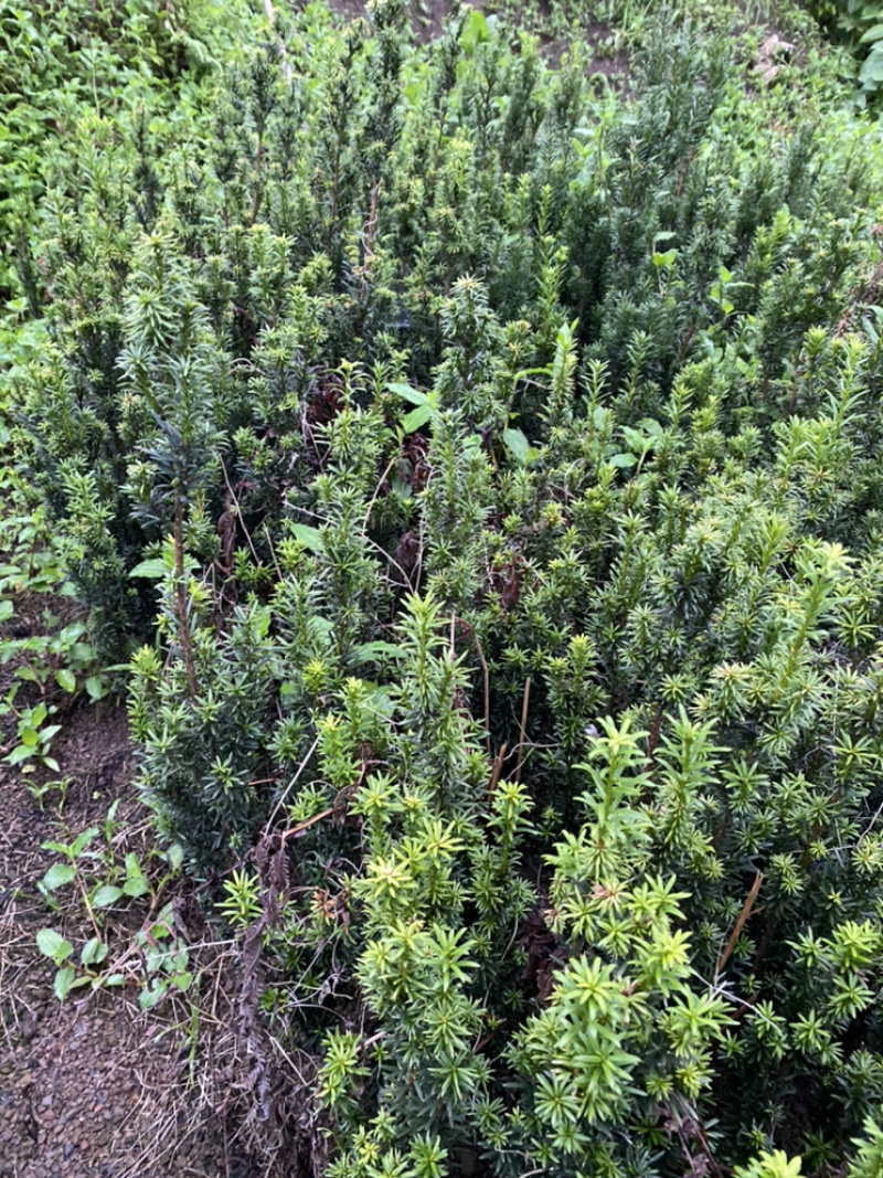 曼迪亚红豆杉因占地赔偿量大优惠