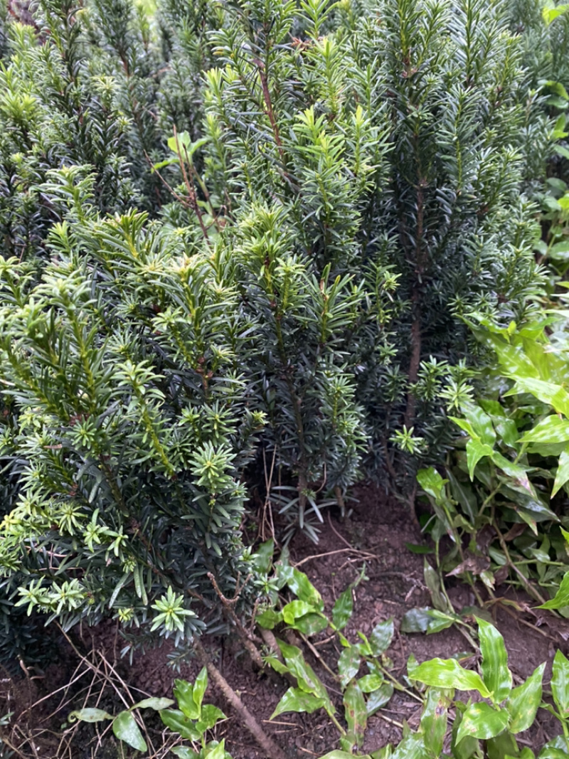 曼迪亚红豆杉因占地赔偿量大优惠