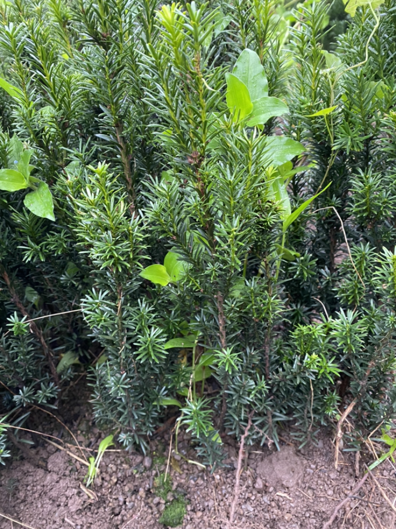 曼迪亚红豆杉因占地赔偿量大优惠