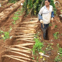 贵州高山粉山药糯山药