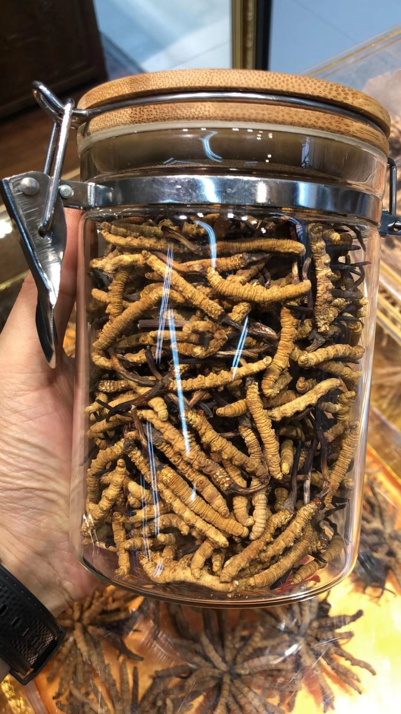 冬虫夏草精品店货真价实
